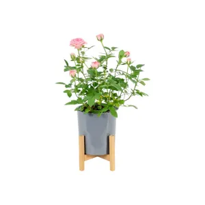 Modern Gray Plastic Plant Pot Stand with Wood Rack-M